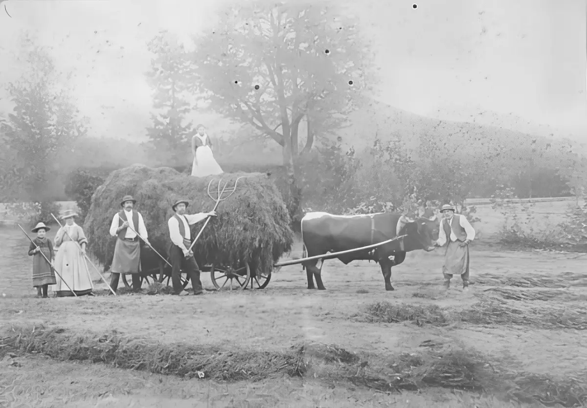 Nostalgisches Zeitzeugnis der landwirtschaftlichen Geschichte des Gafalhofs in Going: Mühsame Heuarbeit um die Jahrhundertwende mit Ochsenkarren, Heugabeln und der gesamten Bauernfamilie in traditioneller Tracht.